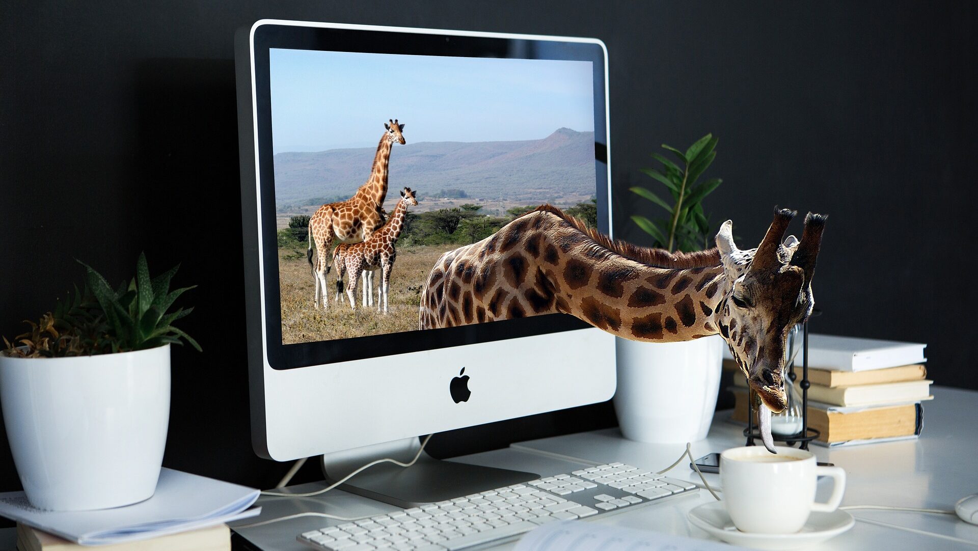 Giraffe 4042654 1920